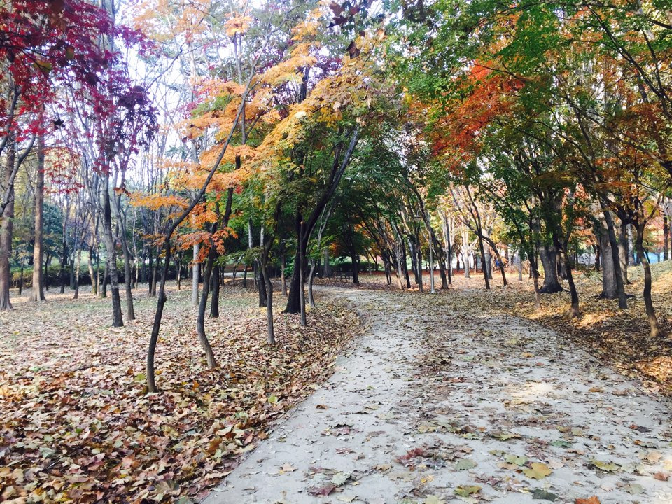 서울 가을 단풍구경 하기 좋은 곳 - 양재 시민의숲 7.jpg