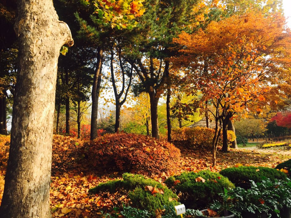 서울 가을 단풍구경 하기 좋은 곳 - 양재 시민의숲 19.jpg