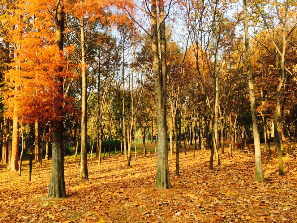 서울 가을 단풍구경 하기 좋은 곳 - 양재 시민의숲 12.jpg