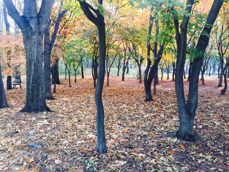 서울 가을 단풍구경 하기 좋은 곳 - 양재 시민의숲 4.jpg