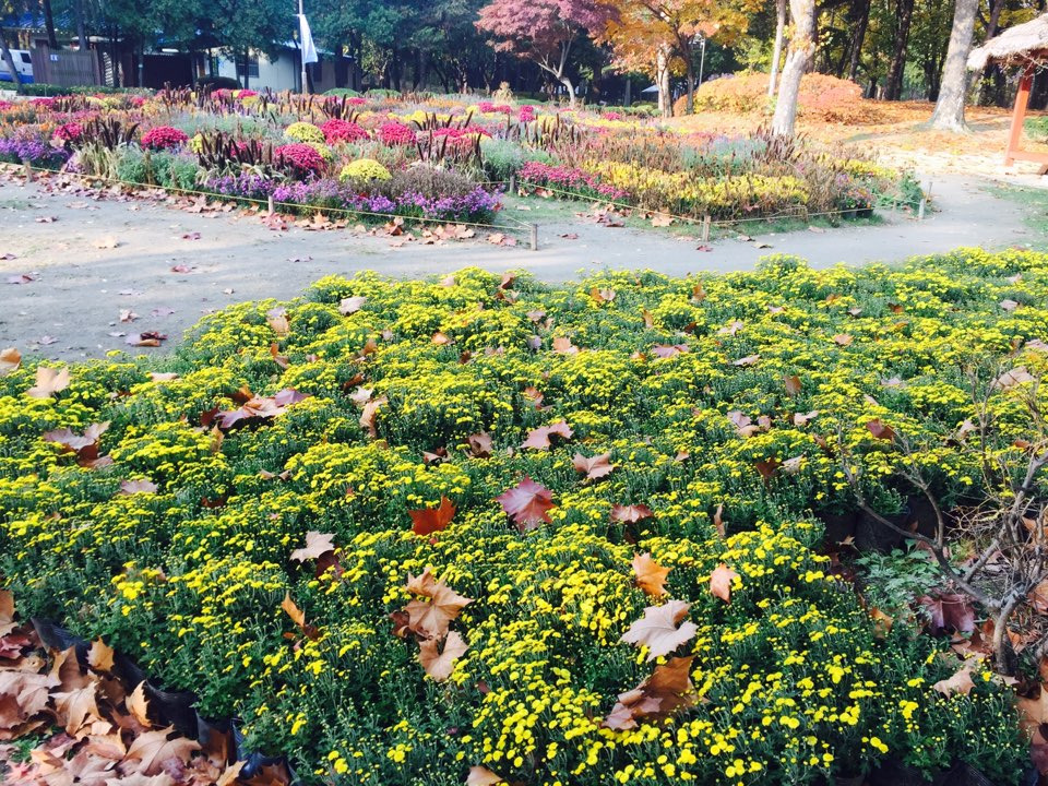 서울 가을 단풍구경 하기 좋은 곳 - 양재 시민의숲 21.jpg