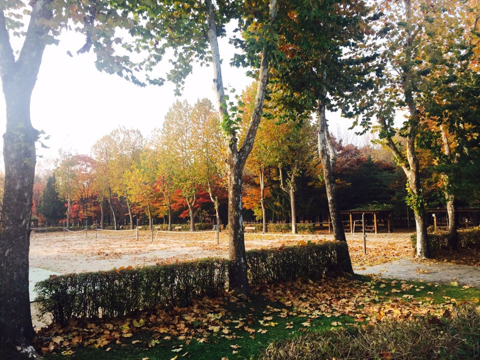 서울 가을 단풍구경 하기 좋은 곳 - 양재 시민의숲 38.jpg