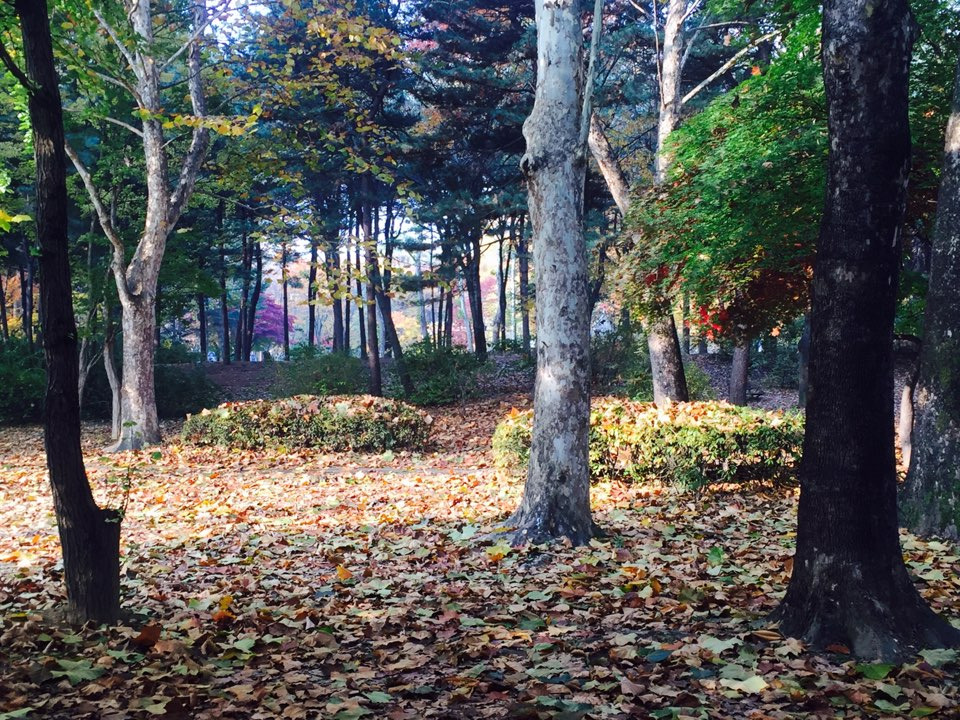 서울 가을 단풍구경 하기 좋은 곳 - 양재 시민의숲 29.jpg