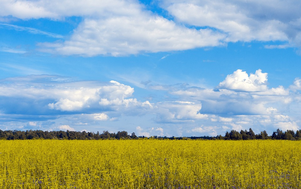rapeseed-field-7497522_960_720.jpg