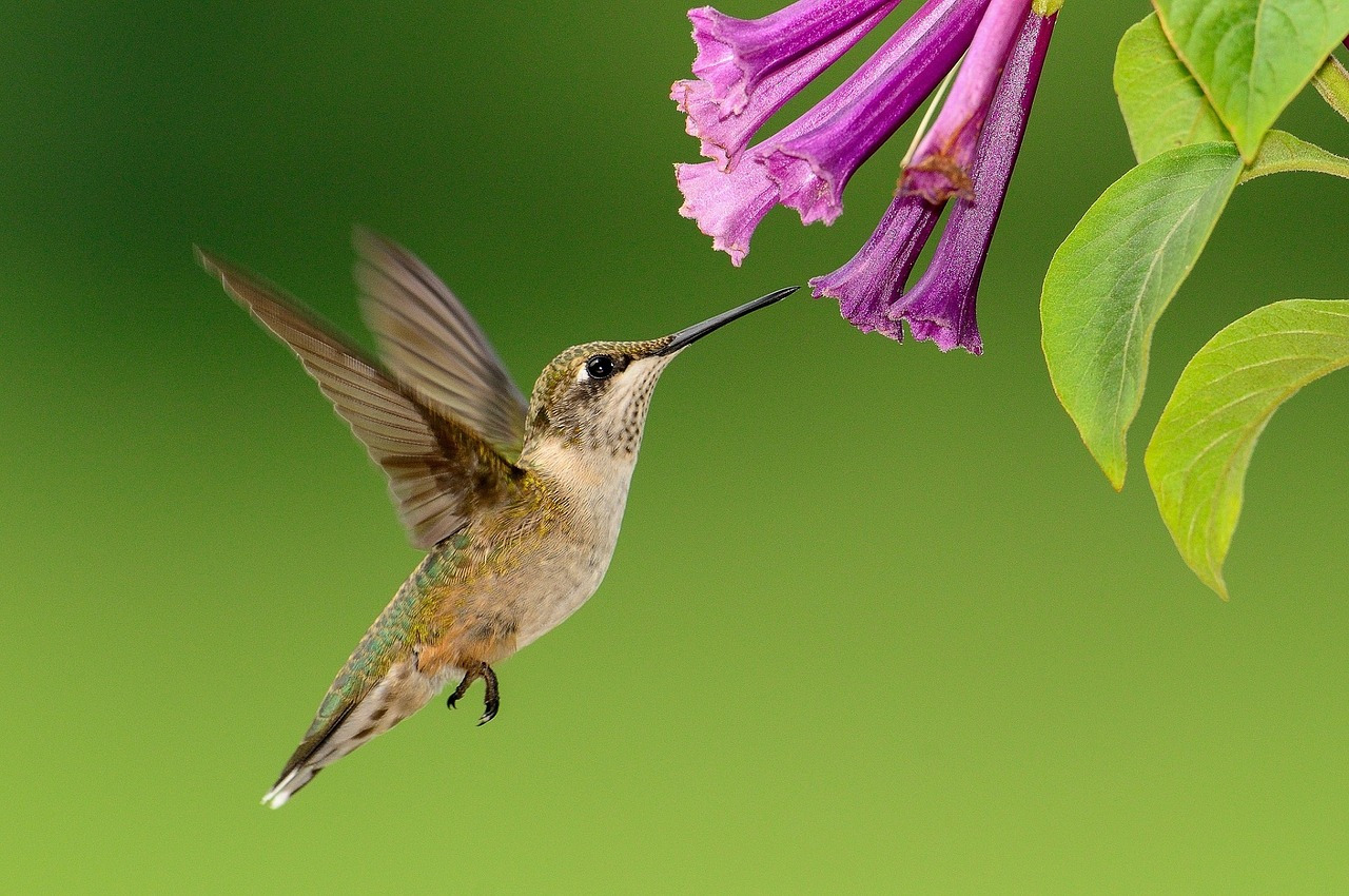 hummingbird-1056383_1280.jpg
