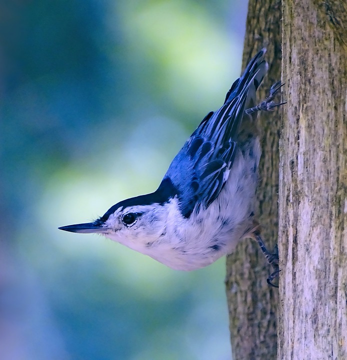 nuthatch-2958270_960_720.jpg