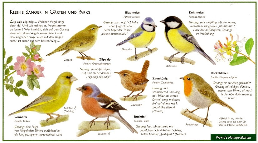 명금류 1.jpg