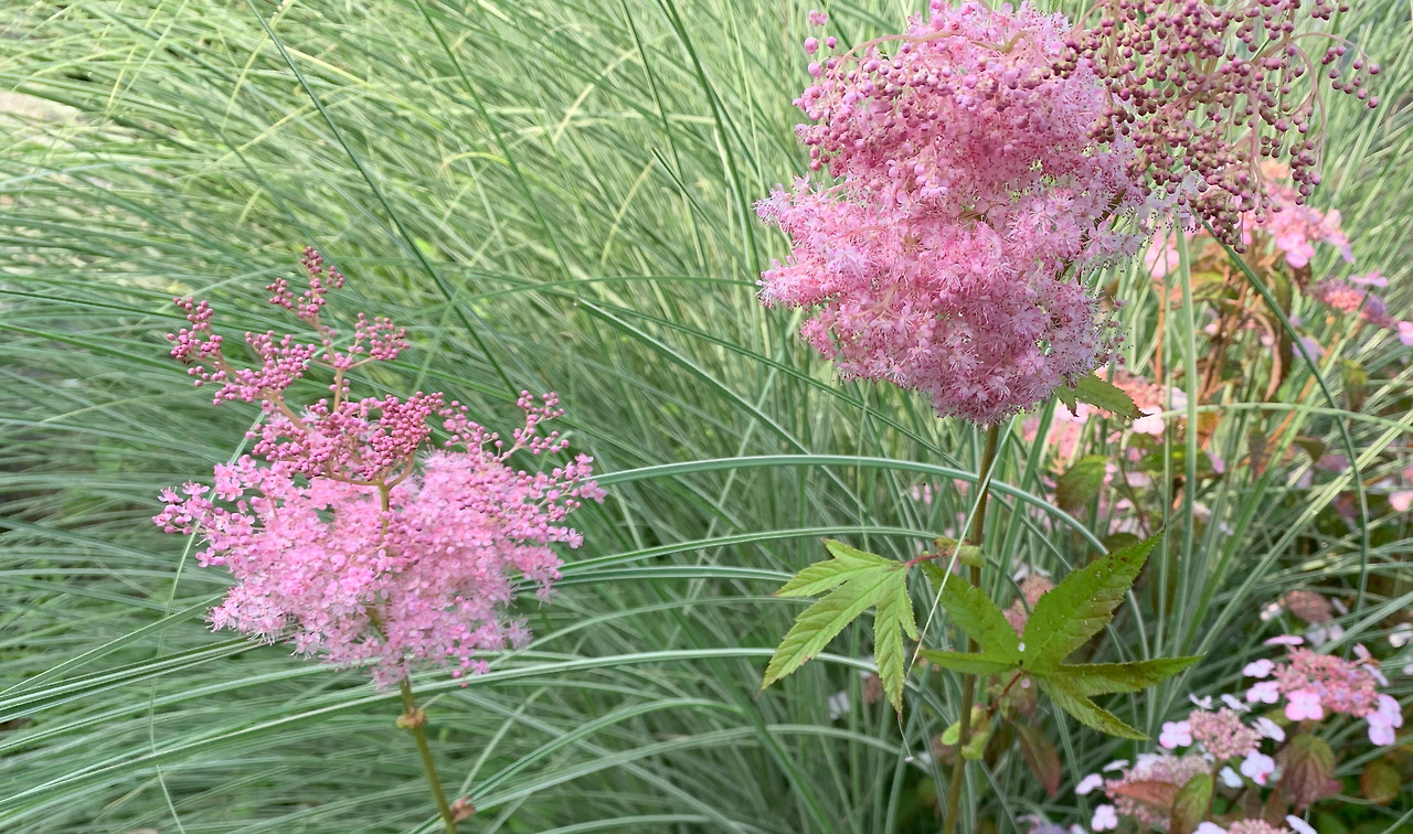 터리풀 엘레강스.jpg