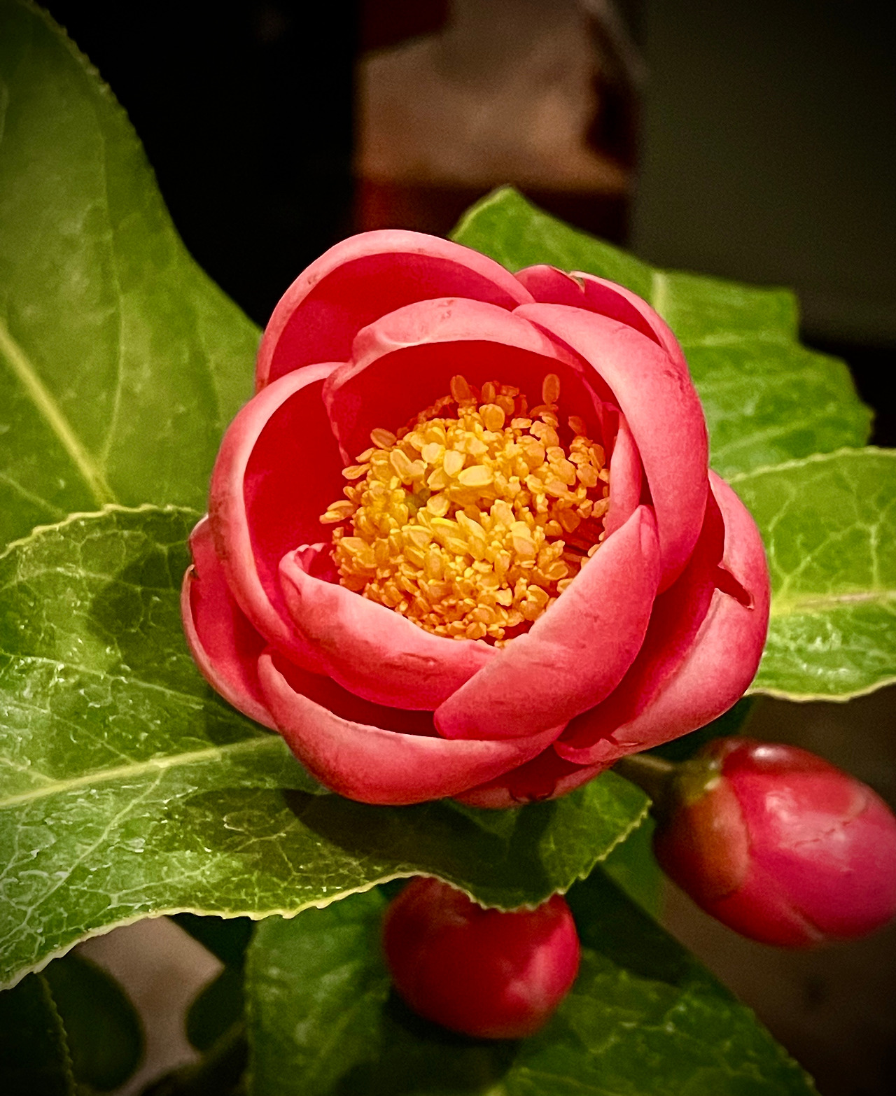 KakaoTalk_20230225_004703538_09 (1).jpg