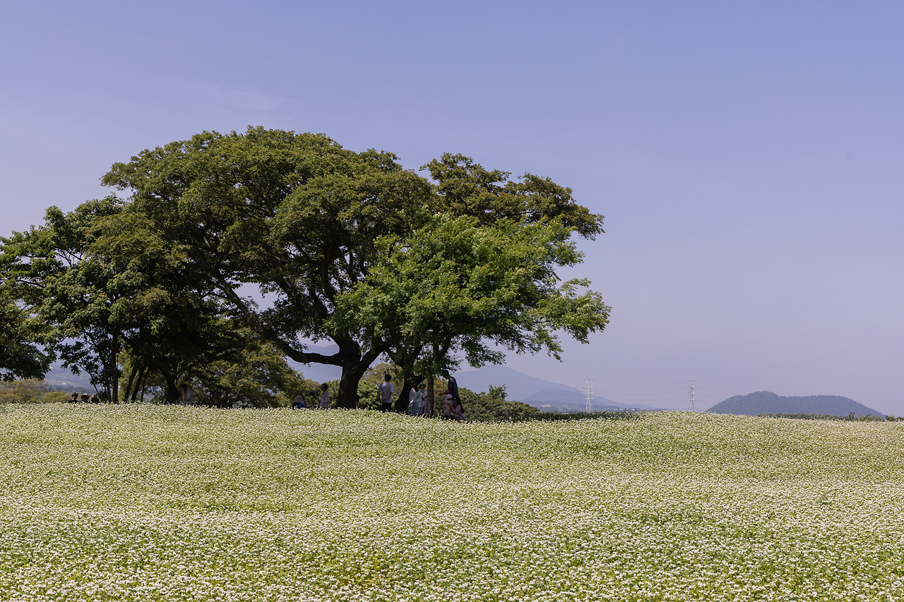 근처 가볼 만한 곳 - 와흘메밀마을 (1)_1.jpg