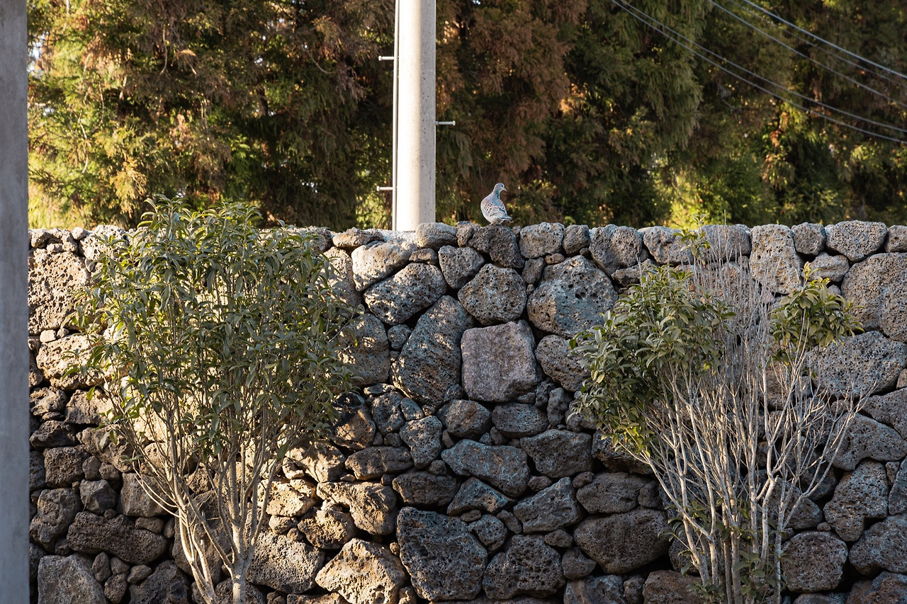 (자단연원) exterior - 정원 (15) 복사본.jpg