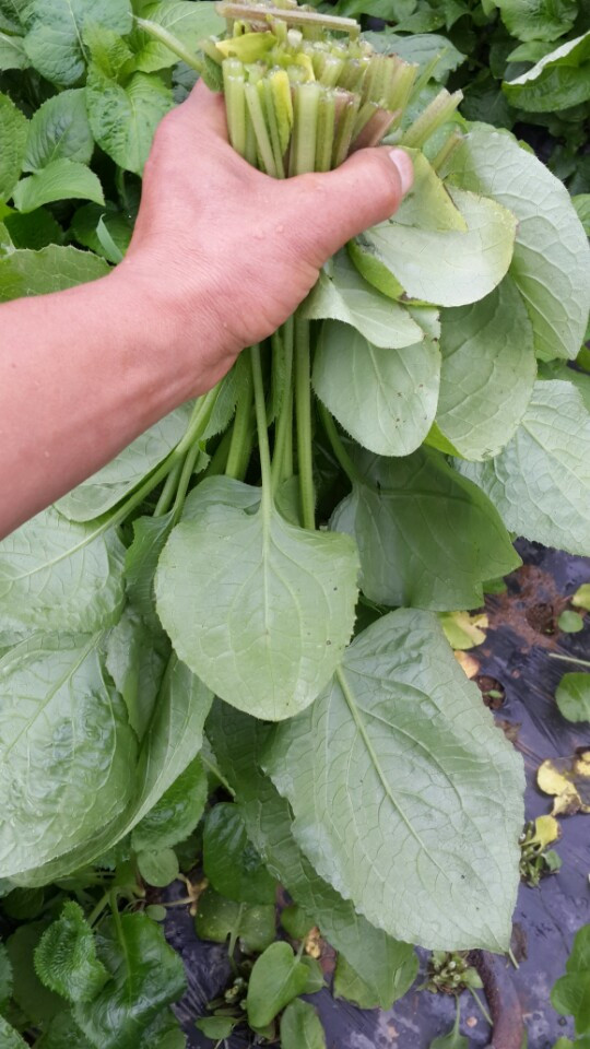 곤드레 뿌리 잡고.jpg