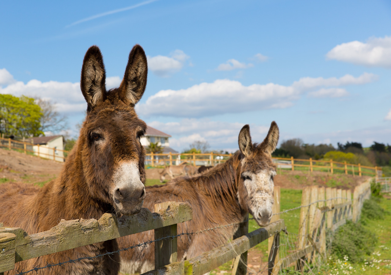 MC-03292016-animals-Donkeys-15.jpg