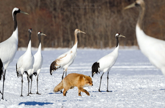 fox-crane.jpg