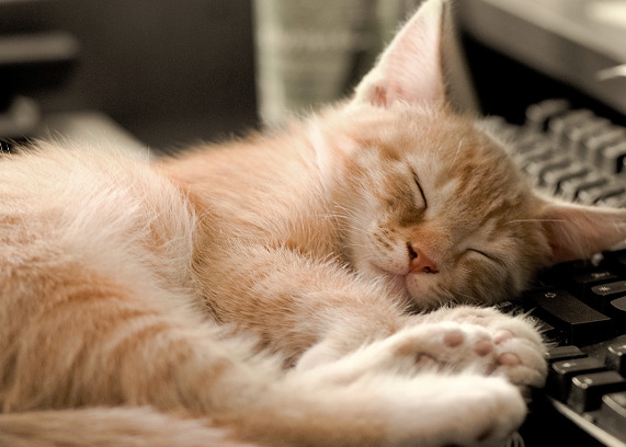 sleeping-cat.jpg
