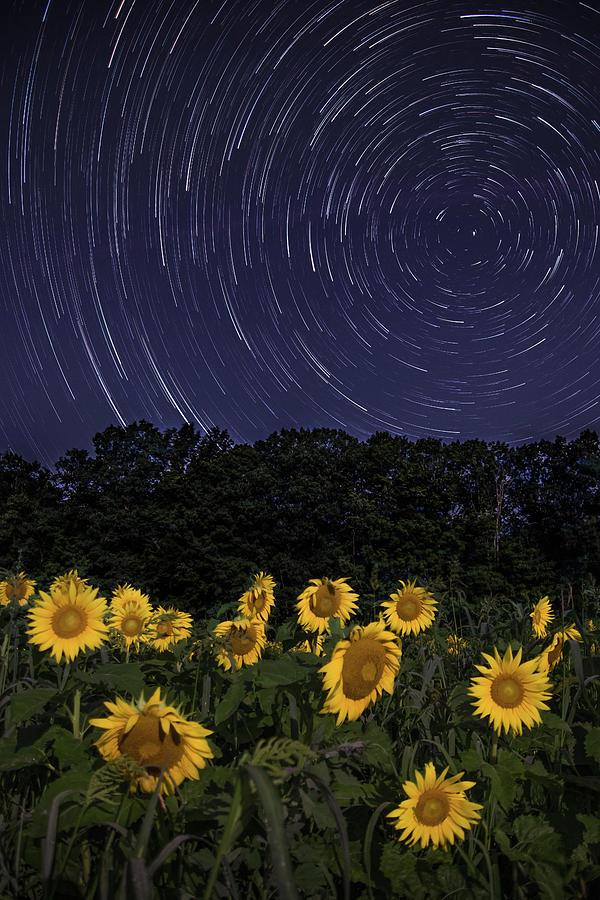 sunflowers-under-the-night-sky-kristen-wilkinson.jpg