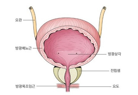 방광구조.jpg
