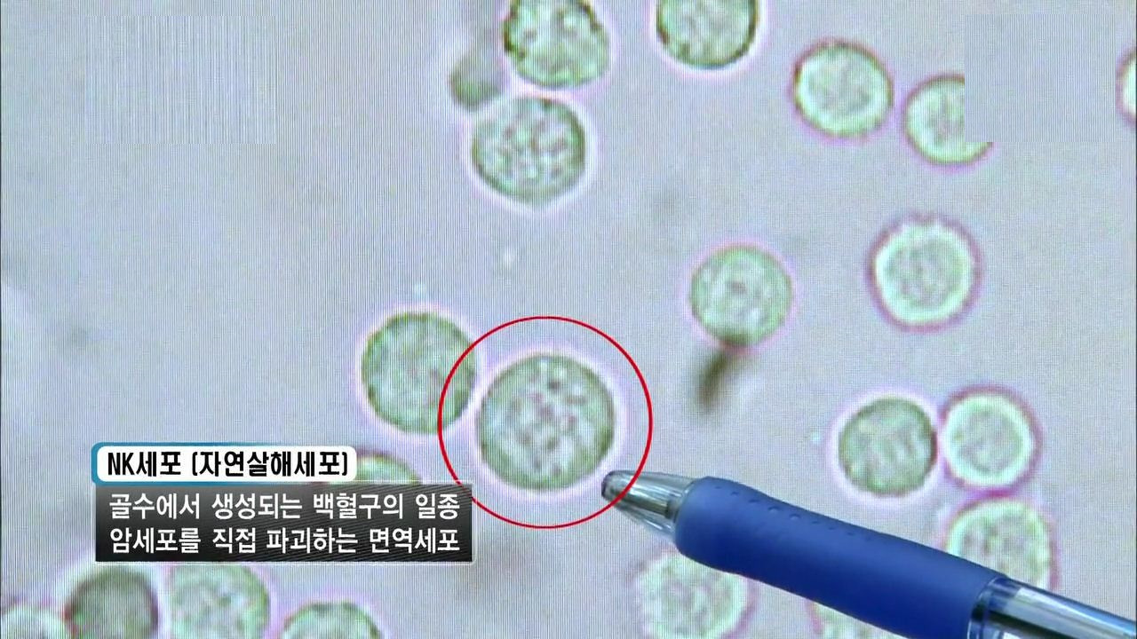 nk세포란.jpg