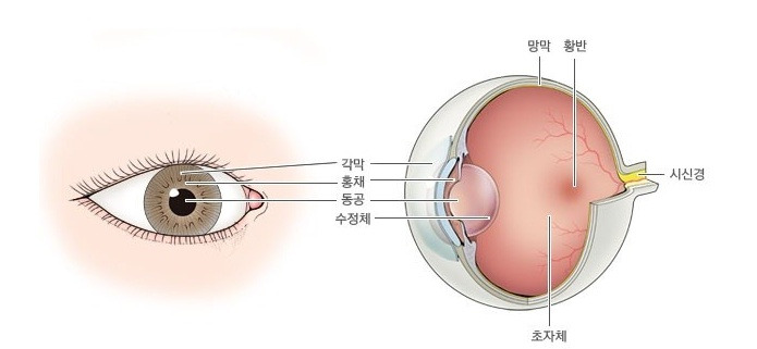 안구구조.jpg