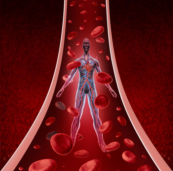 혈액순환.jpg