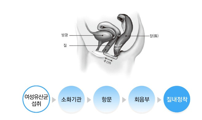 여성유산균 작용원리.jpg