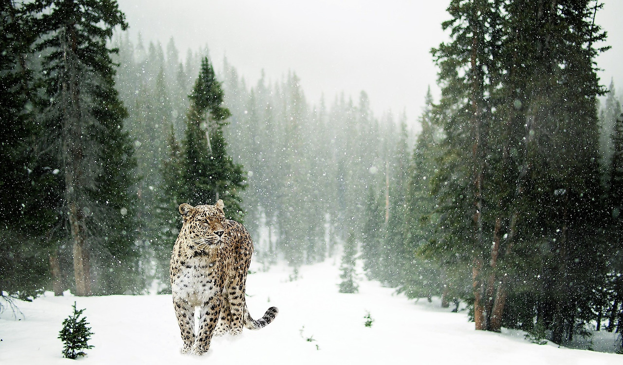 persian-leopard-1647940_1920.jpg