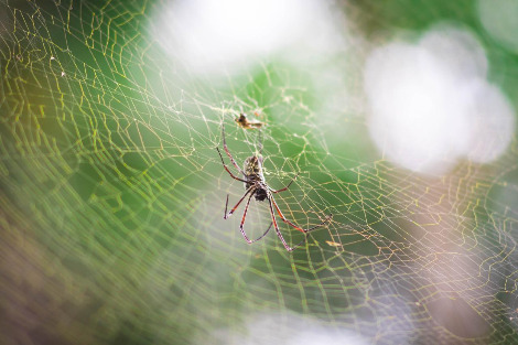 거미.jpg