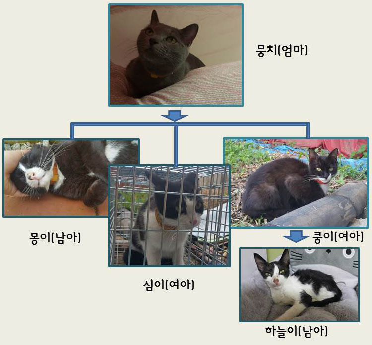 뭉치가계도.jpg