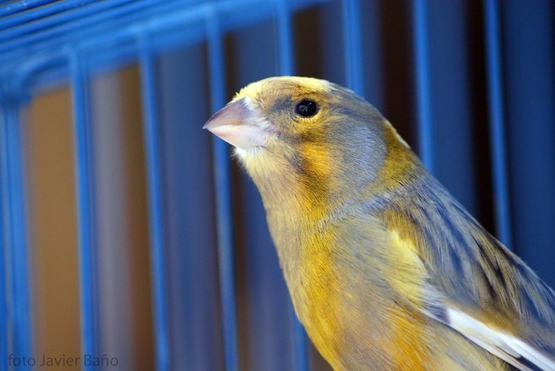 canary-20522_960_720.jpg