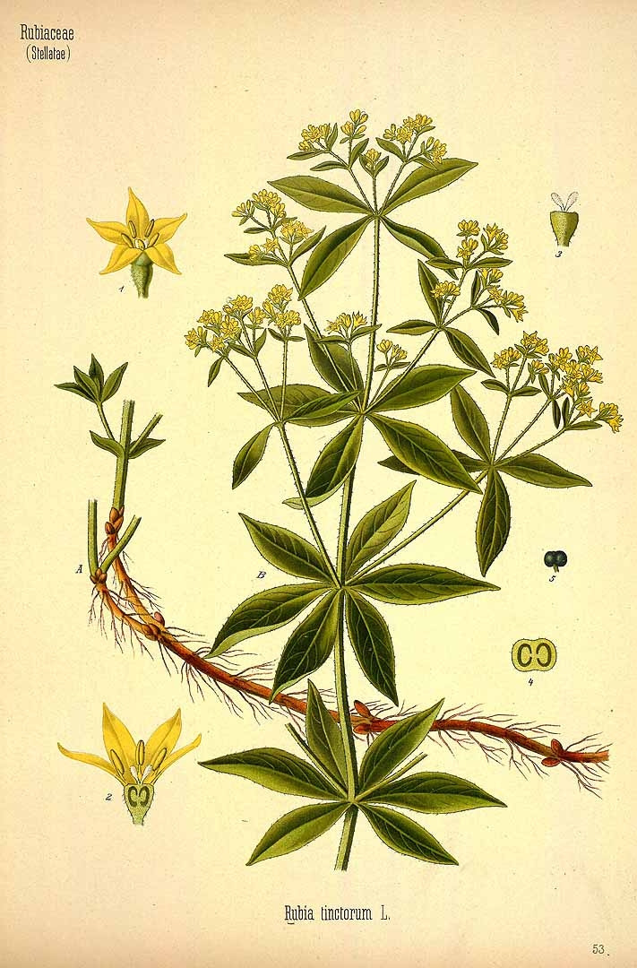 Rubia tinctorum L..jpg