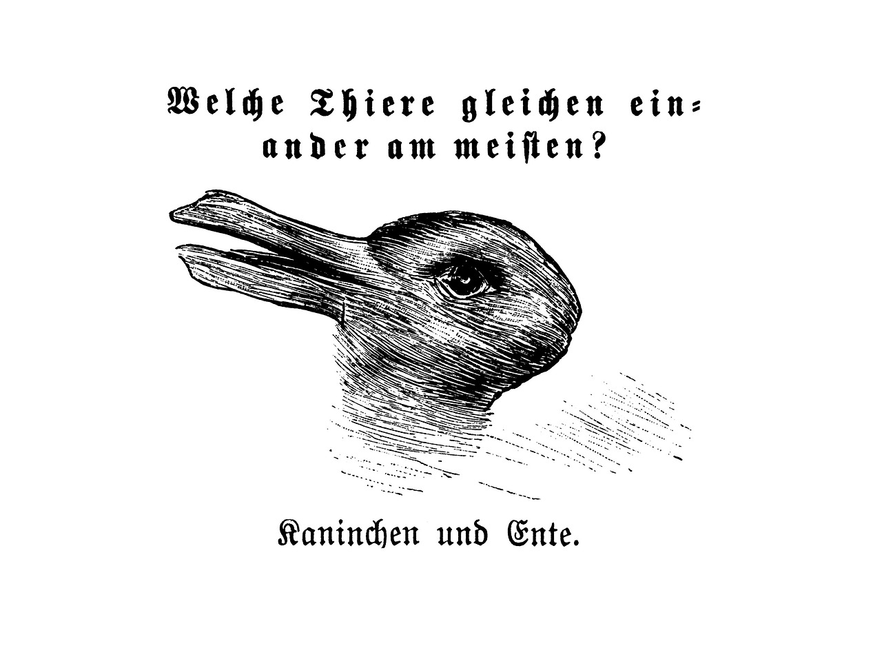 rabbitduck.jpg