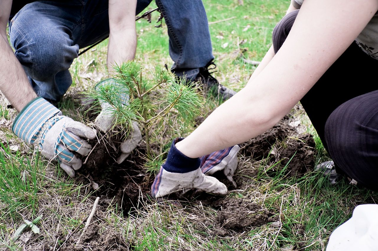 Tree_planting_001.jpg