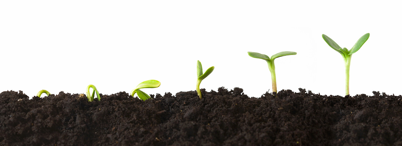 plant_growth.jpg
