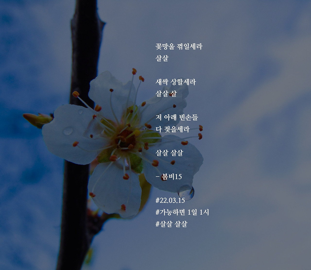[가능하면 1일 1시] 봄비15
