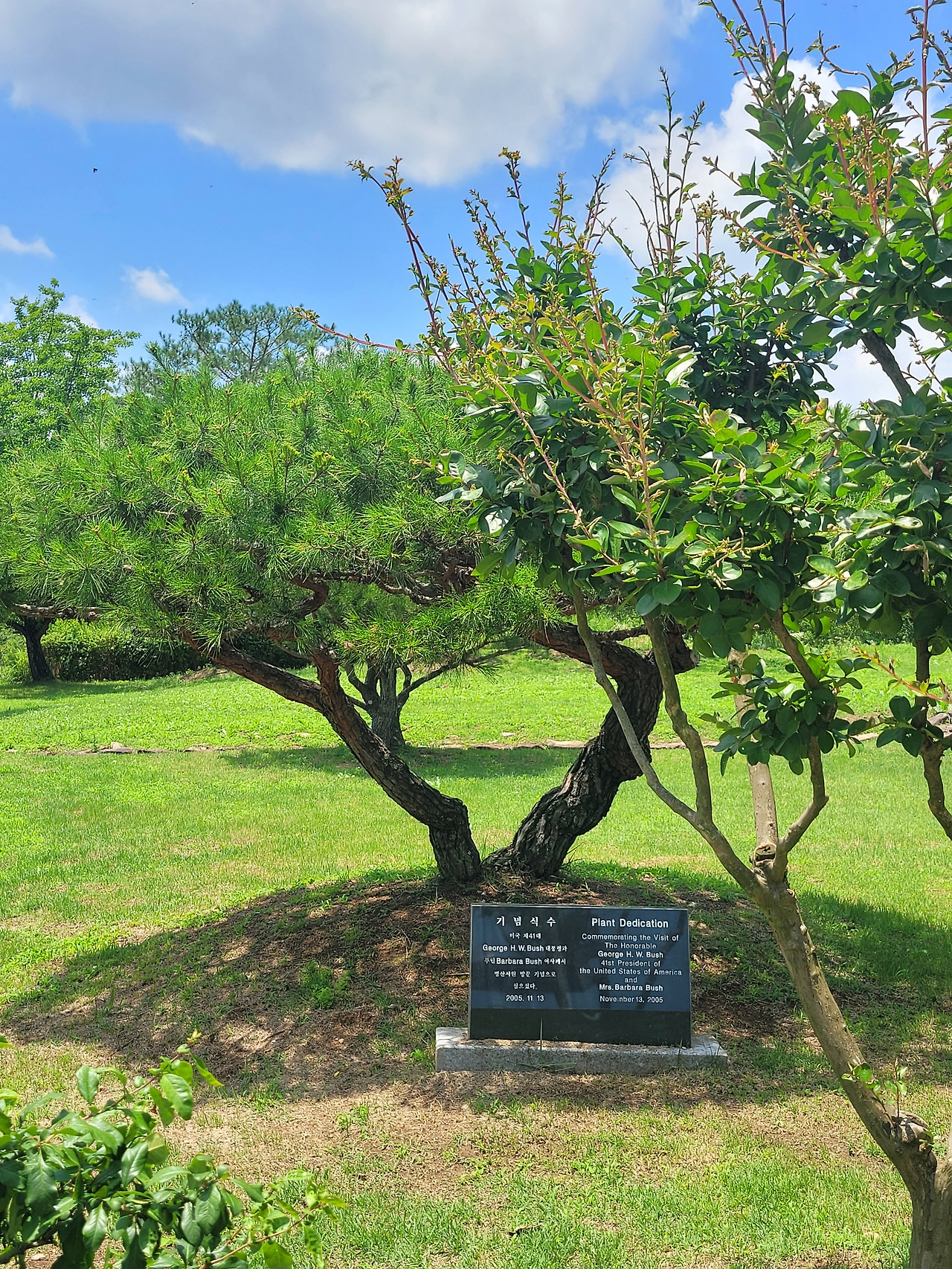 병산서원 식수.jpg