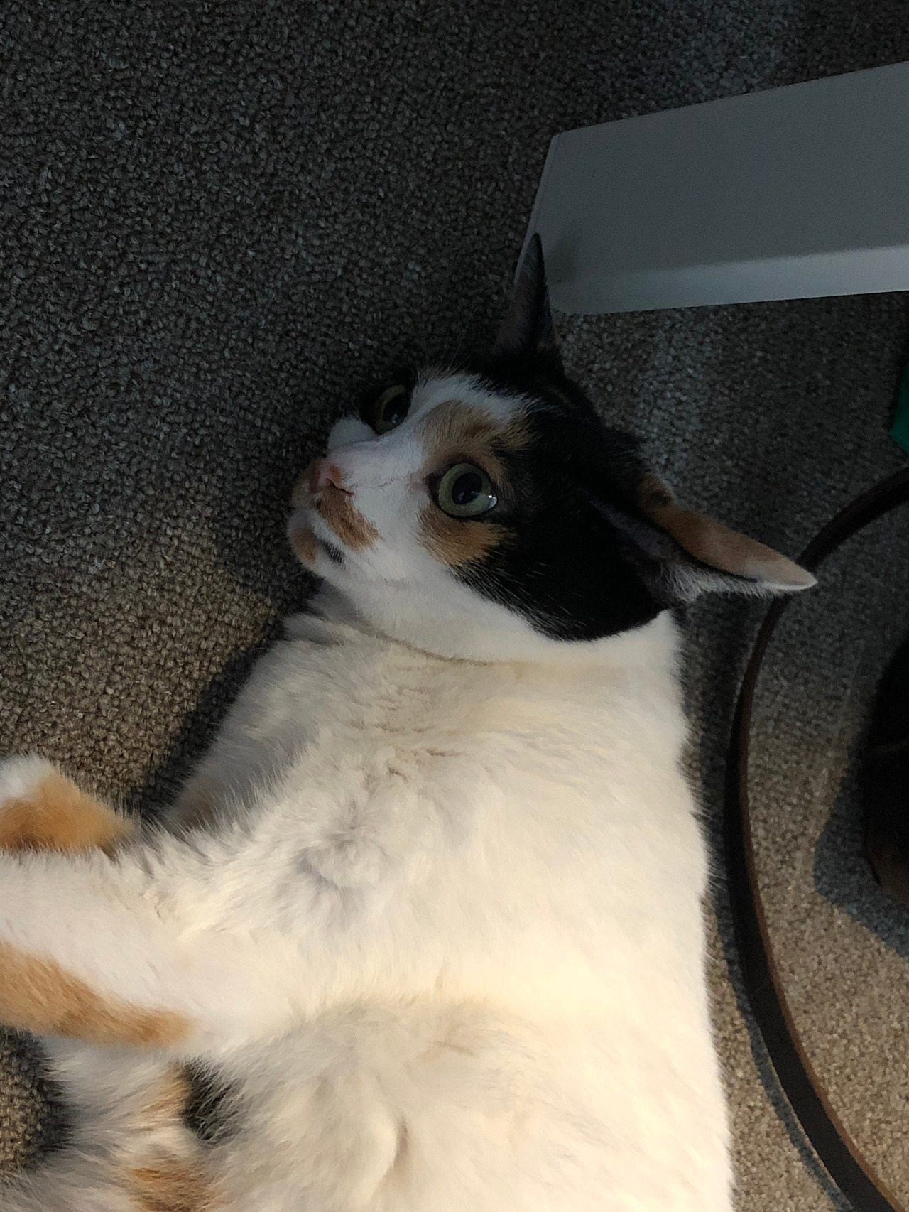 2019-09-12 15.04.59.jpg