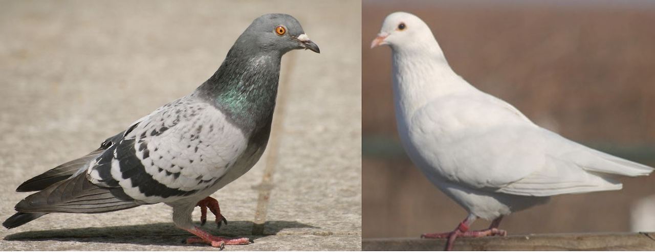 pigeon-vs-dove.jpg