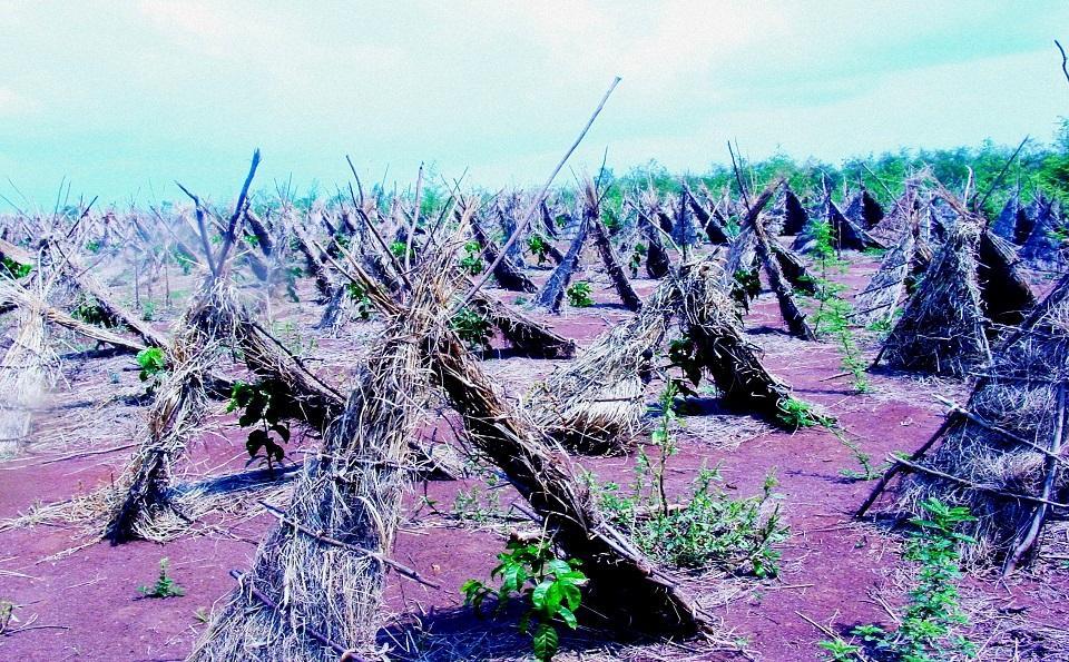 EthiopiaNursery (1).jpg