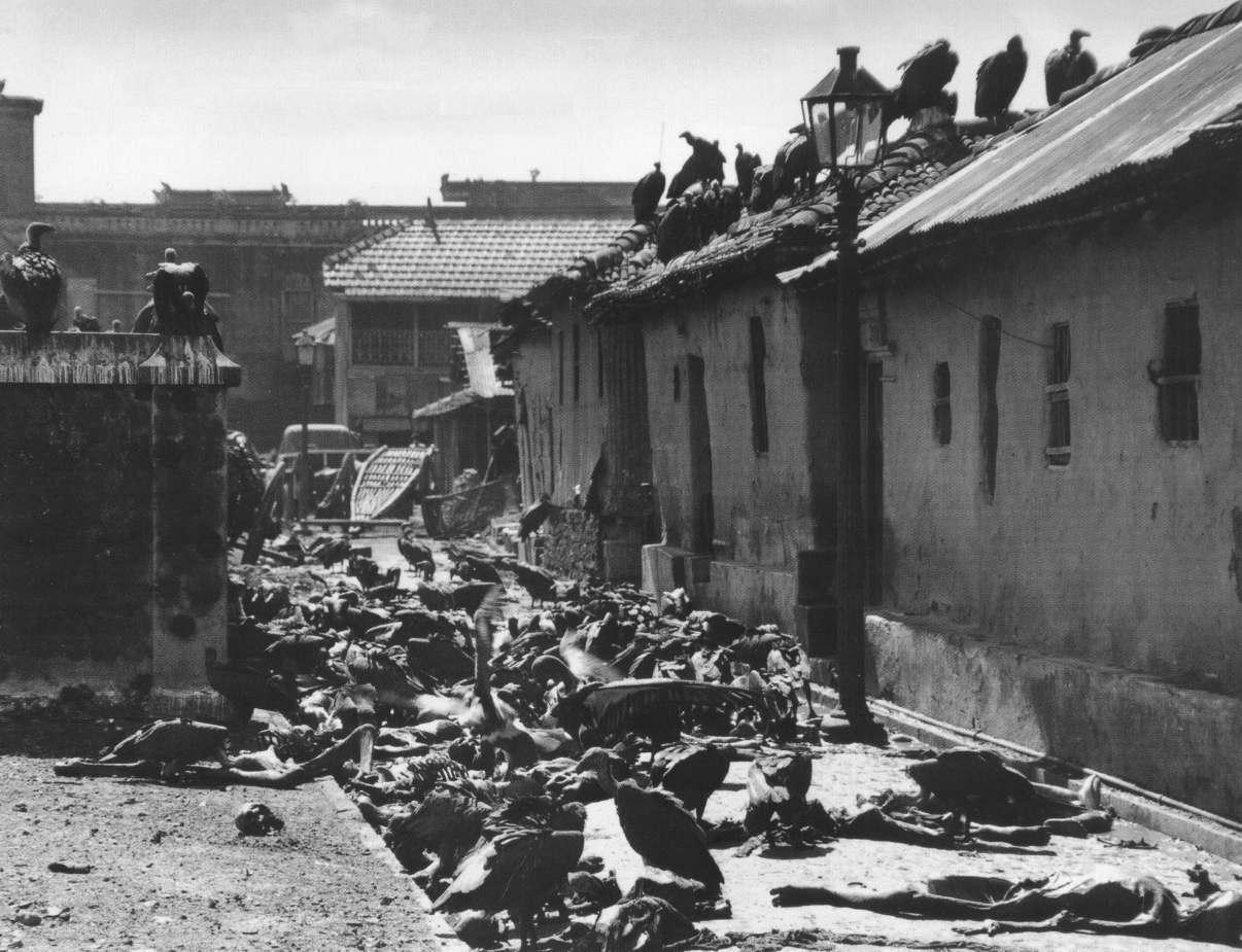 Calcutta_vultures+dead.jpg