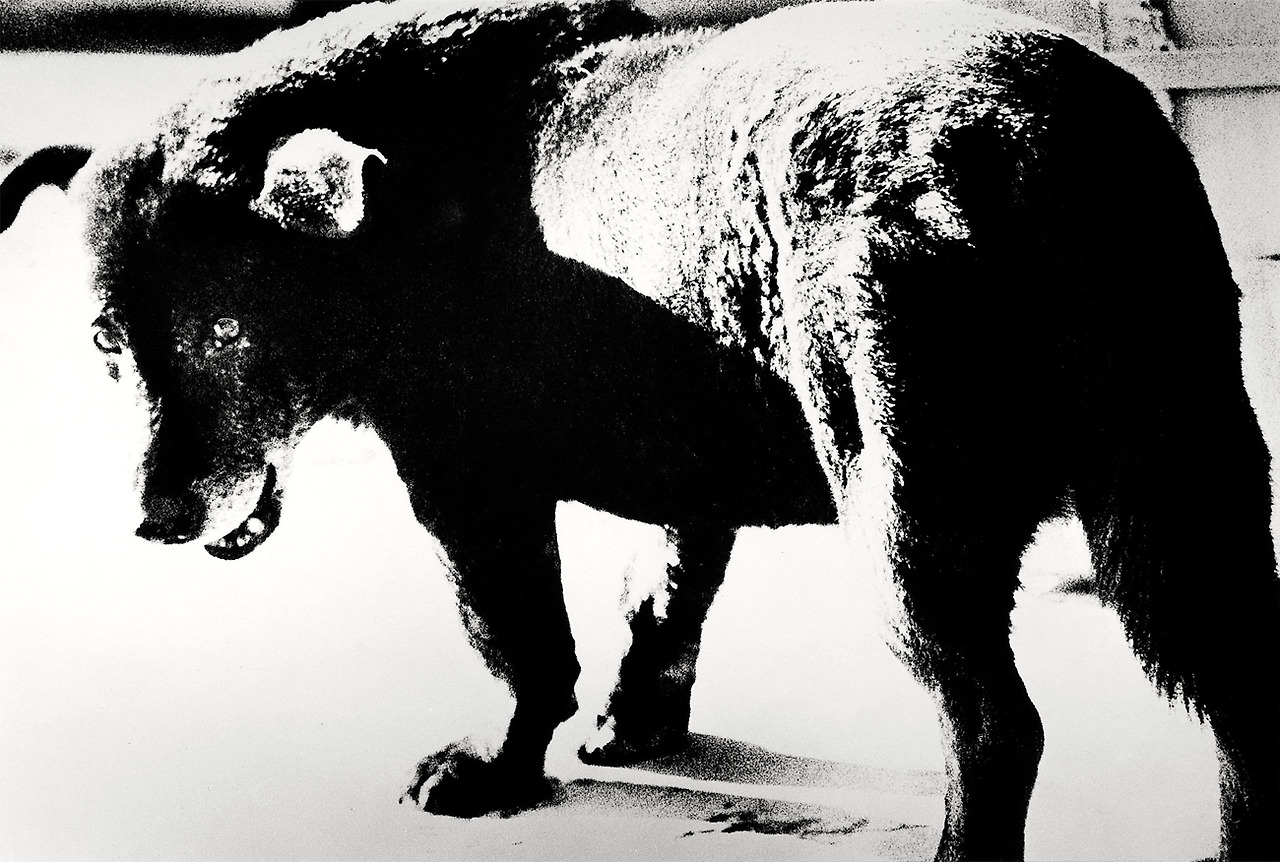 Daido-Moriyama.-Stray-Dog-alexcoghe.com_.jpg