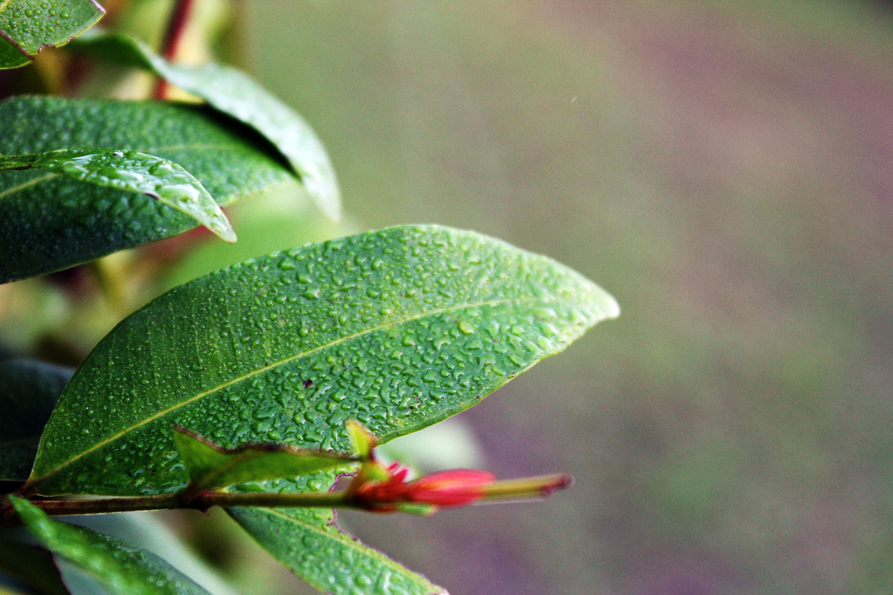 leaf-with-moist-background.jpg