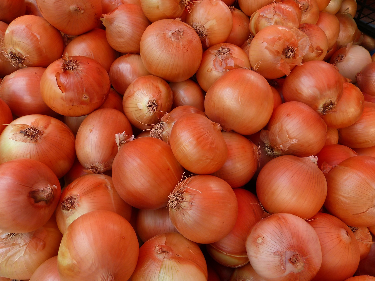 onion-65296_1920.jpg