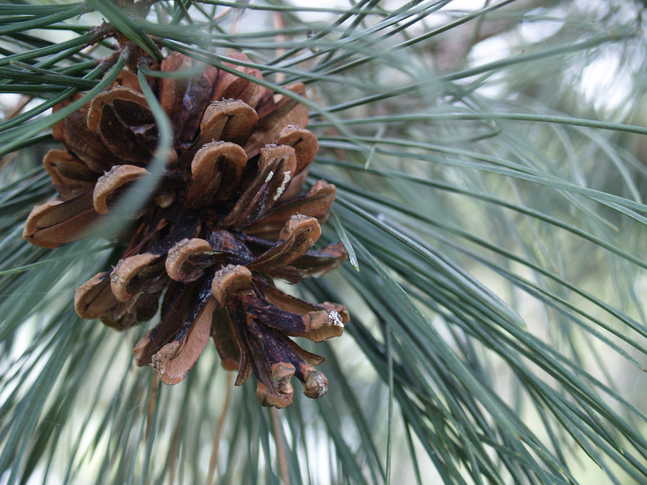Pine_cone_on_pine_tree.jpg