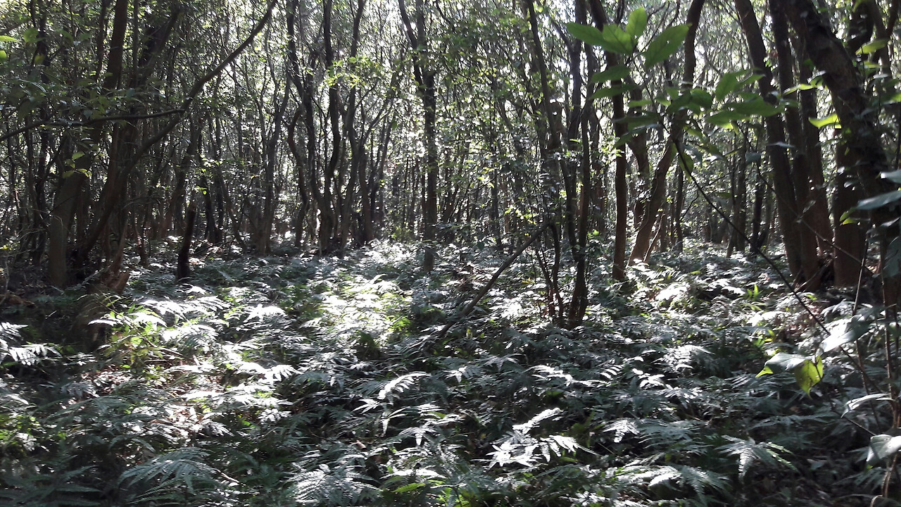 고사리와 숲.jpg