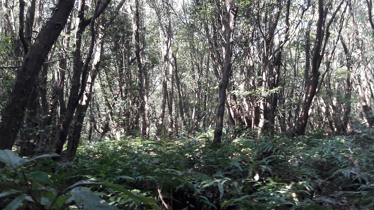 고사리와 숲 1.jpg