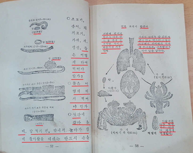 [크기변환]맞춤토박이말-170 한 곱 한살이 애벌레 어른벌레.jpg