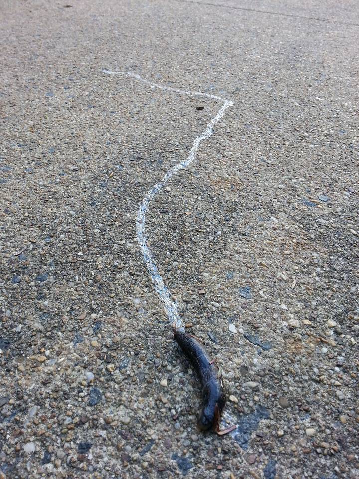 민달팽이의 최후.jpg