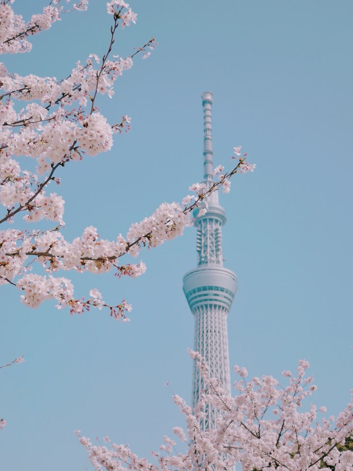 2. 봄날의 스카이트리.jpg