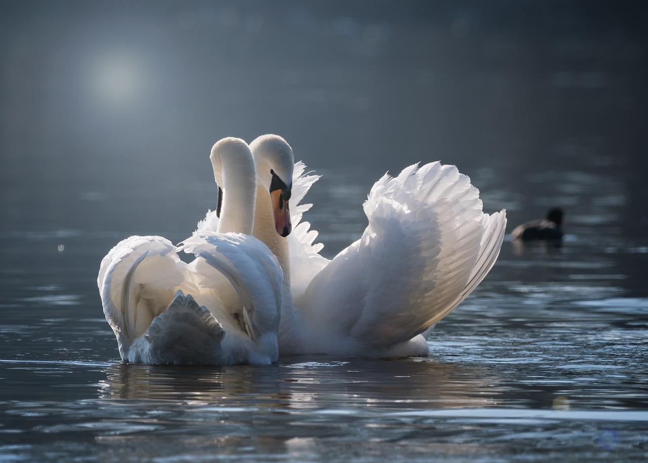 swan-4013225_1280.jpg