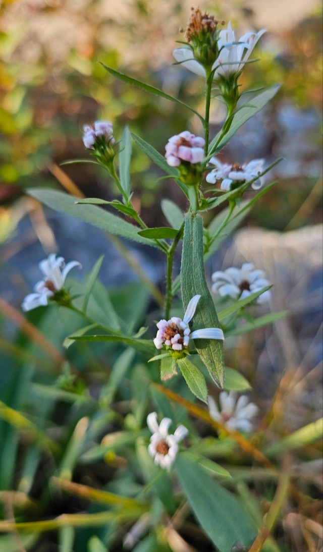 매듭풀 내찍.jpg